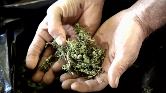 chanvre thérapeutique 