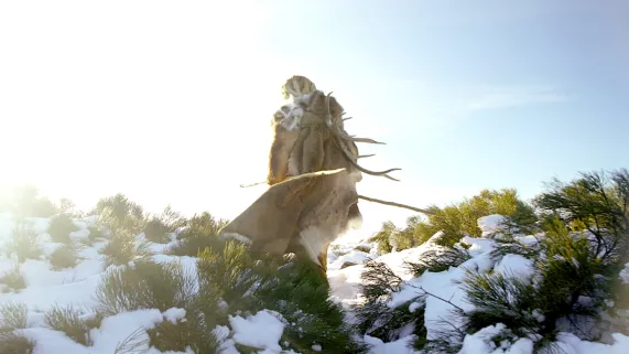 Neandertal  Neandertal