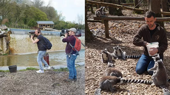 Vachement normand au zoo de Cerza Vachement normand au zoo de Cerza