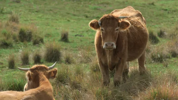 ARCHIPELS : LE MAL DE L'OMBRE ARCHIPELS : LE MAL DE L'OMBRE