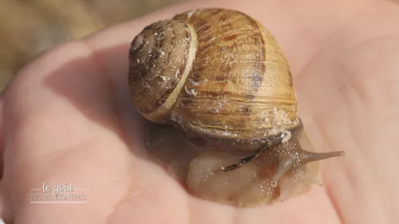 Un escargot Un escargot