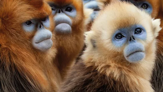 © BBC UNE PLANÈTE, DEUX MONDES SAUVAGES