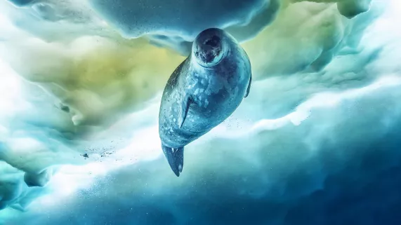 UNE PLANÈTE, DEUX MONDES SAUVAGES