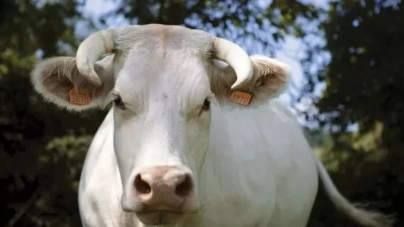 L'égérie 2020 Idéale L'égérie 2020 Idéale