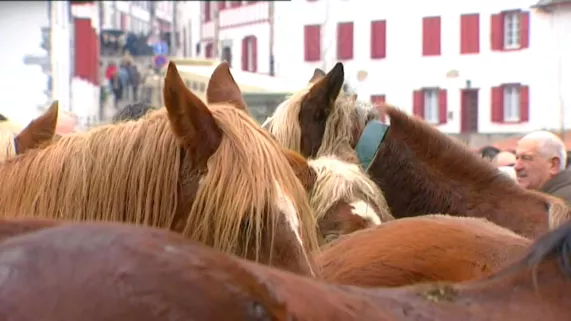 Chevaux Chevaux