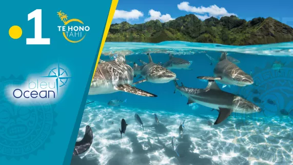 Bleu océan - Le doc #10