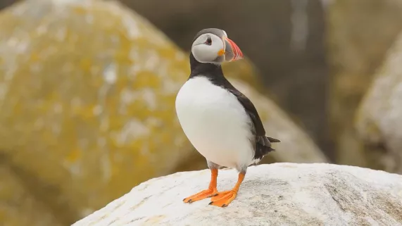 SUR LE FRONT DES ANIMAUX MENACÉS