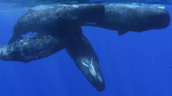 ILE MAURICE, L'HOMME QUI PARLAIT AUX CACHALOTS