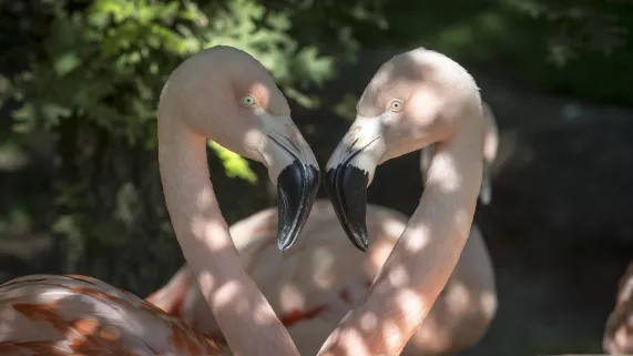 UNE SAISON AU ZOO