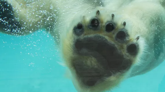 UNE SAISON AU ZOO