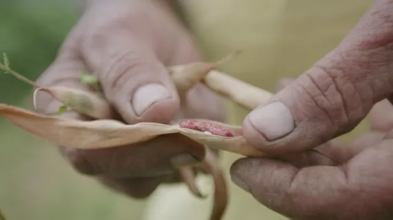 ARCHIPELS : NOUS, GENS DE LA TERRE : CILAOS, AU NOM DE LA TERRE
