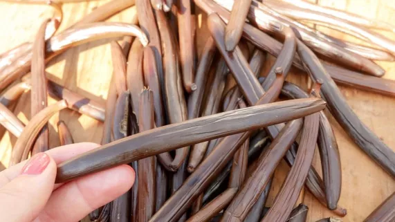 ARCHIPELS : LA VANILLE BOURBON, UN PATRIMOINE INESTIMABLE ARCHIPELS : LA VANILLE BOURBON, UN PATRIMOINE INESTIMABLE