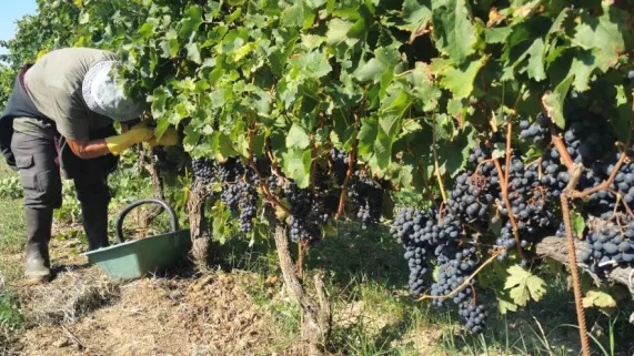 vendanges précoces