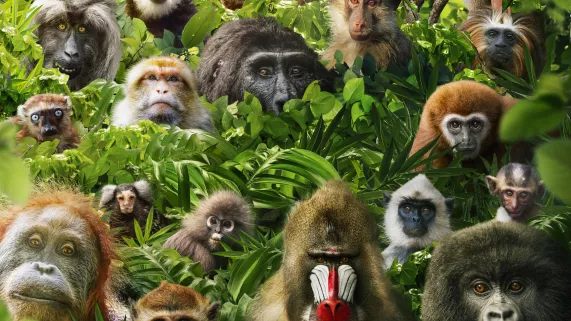 PRIMATES, portraits de famille - Saison 1