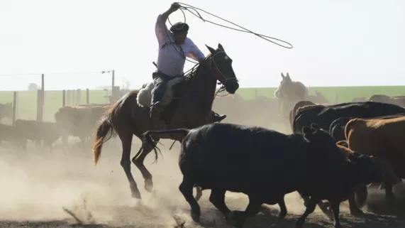 Gaucho Basko Gaucho Basko