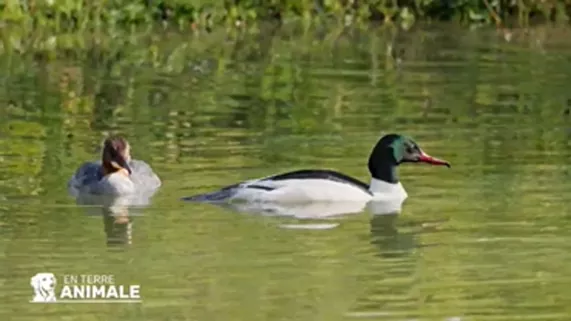 Canards dans le Doubs