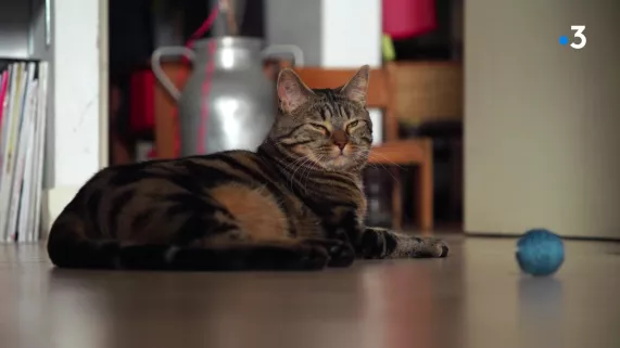 Animaux de compagnie... un peu, beaucoup, à la folie ?