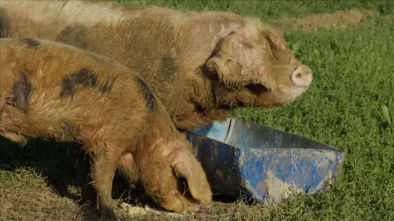 Animaux, patrimoine oublié !
