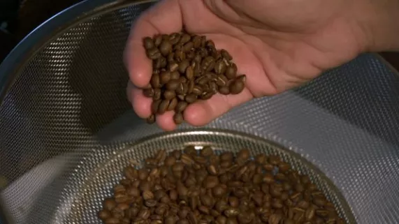 Café calédonien : l’alchimie d’un pays Café calédonien : l’alchimie d’un pays