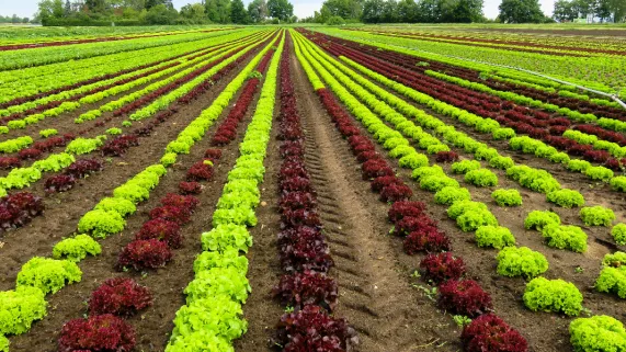 Agriculture 2024