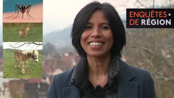 Enquêtes de région - drôles de bêtes - crédit FTV Enquêtes de région - drôles de bêtes - crédit FTV