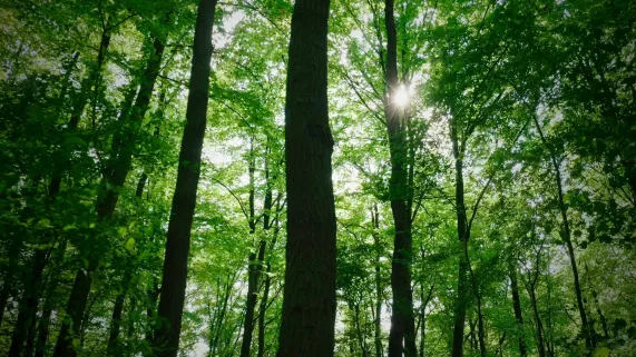 FORET DE COMPIEGNE