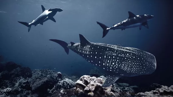 Au plus près des requins @Frédéric Buyle