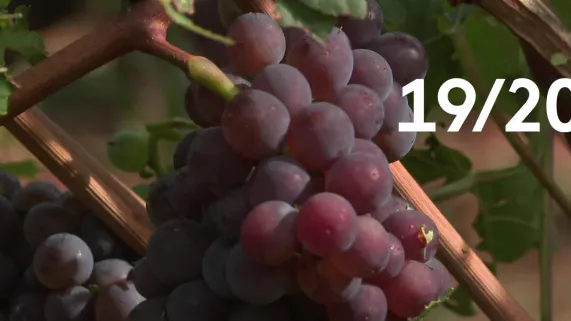 19/20 Alsace - vendanges 19/20 Alsace - vendanges