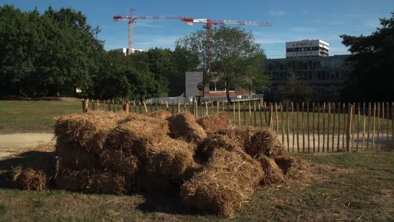 La carotte et le béton