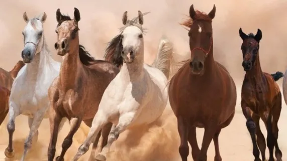 LES GALOPS DU PACIFIQUE En Nouvelle-Calédonie, sur la Grande Terre, vivent des chevaux sauvages, mais aussi des purs-sangs. Depuis les premiers temps de la colonisation, il y a un siècle et demi, une véritable passion pour l'élevage de chevaux et les courses hippiques s'est développée
