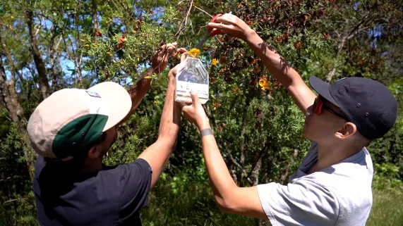 INNOVATION : De la cueillette jusqu’au laboratoire, comment les dalons ont développé la première levure de bière endémique de la réunion a base de fleurs jaunes