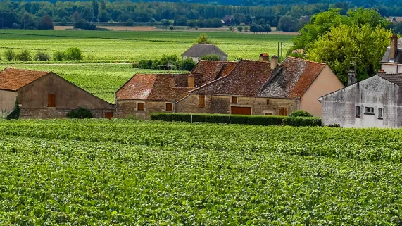 Un sens à la vigne Un sens à la vigne