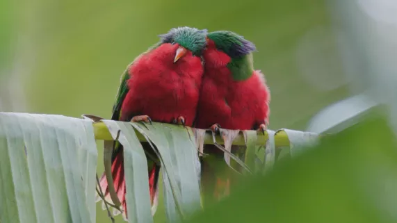 Ura, sauver l’oiseau sacré des Australes