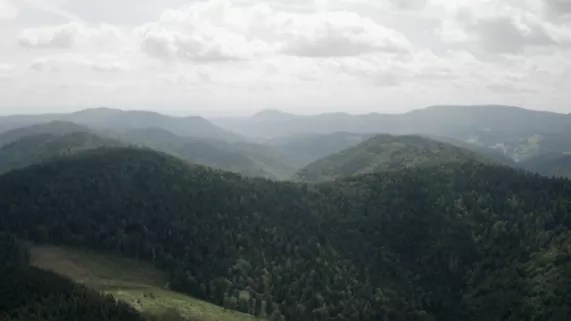 L'espoir des forêts - CREDIT SEPPIA