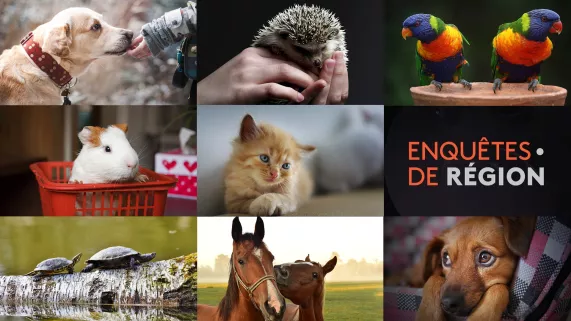 Enquêtes de région les animaux