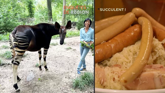 Enquêtes de région, Sylvie Malal, plumes et poils - Succulent "choucroute" 