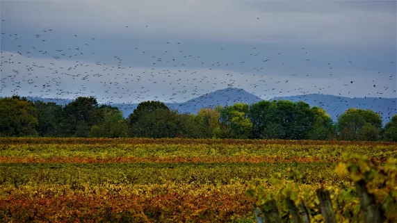 Biodiversité DEP CA 05/12