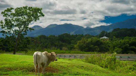 Photo agriculture Martinique