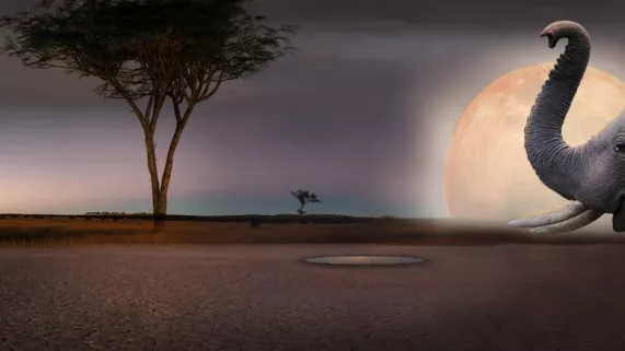 Kalahari, l'autre loi de la jungle