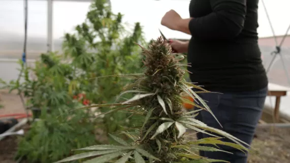 Les business du cannabis 