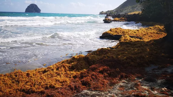 Sale temps pour la planète - Martinique Sale temps pour la planète - Martinique