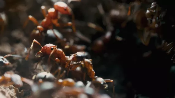 Le royaume des fourmis © Guindala Production Le royaume des fourmis © Guindala Production
