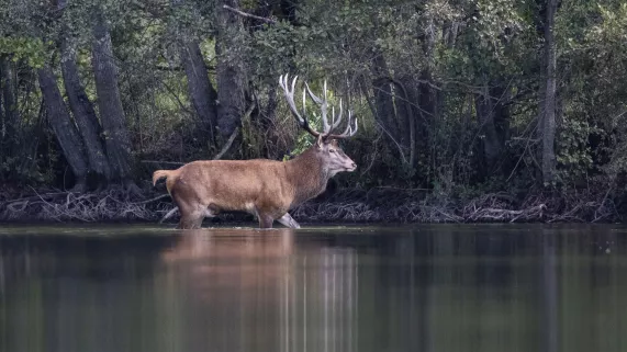 Sa majesté le cerf Sa majesté le cerf