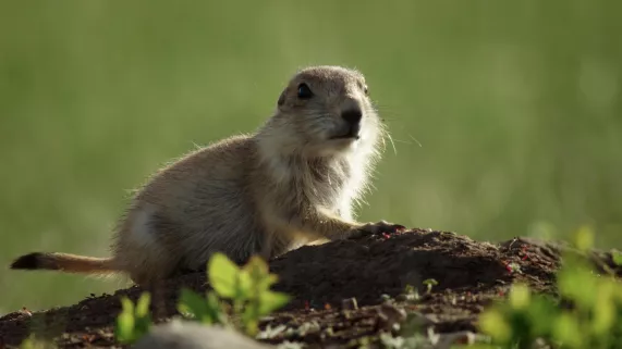 Il était une fois dans la prairie © Kwanza Il était une fois dans la prairie © Kwanza