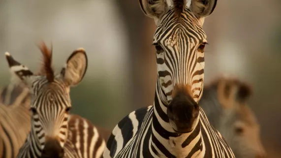 Zèbre, une vie haute en couleur © CAPATV Zèbre, une vie haute en couleur © CAPATV