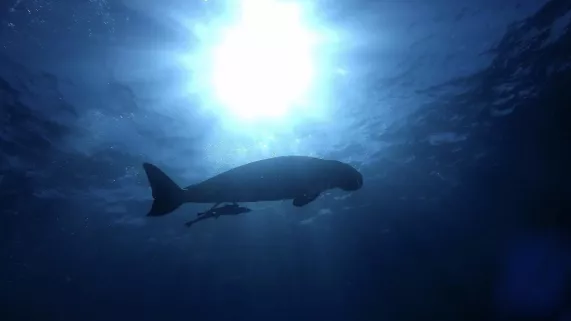 Dugong Blues