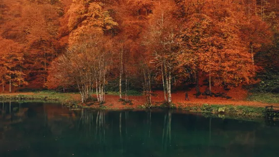 Voir l'automne, une saison en France
