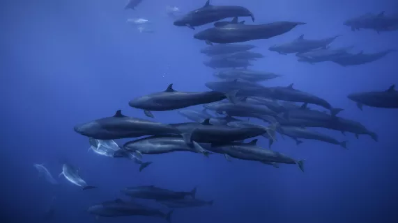Planète bleue : un seul océan