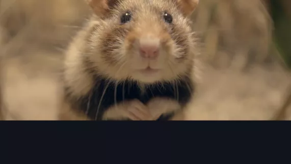Qui a peur du grand hamster ?  Qui a peur du grand hamster ?