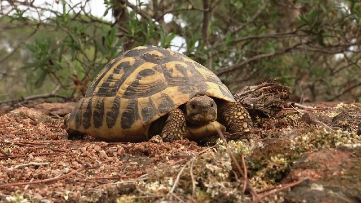 tortue d’Hermann / 13 Productions tortue d’Hermann / 13 Productions